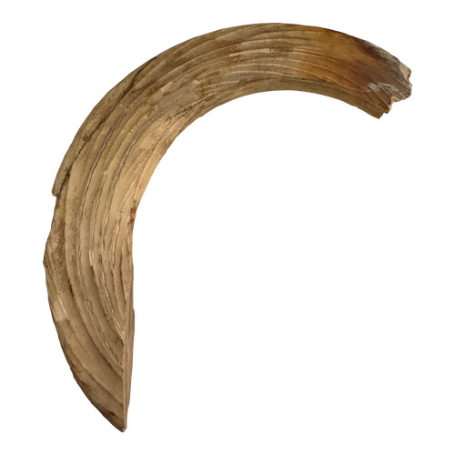 Corno animale antico - , naturale